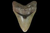 Serrated, 5.23" Fossil Megalodon Tooth - South Carolina - #129449-1